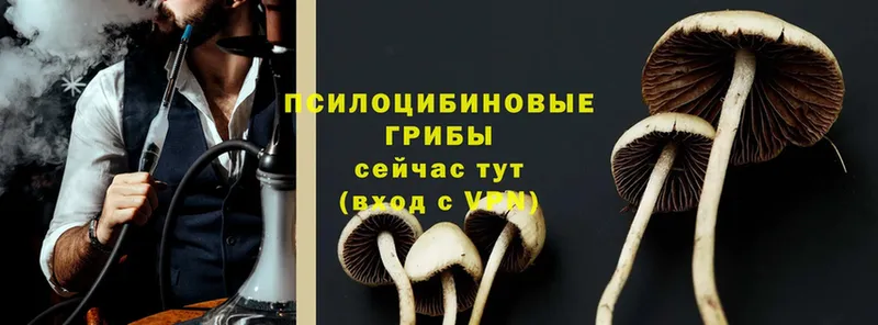 Галлюциногенные грибы Psilocybine cubensis  Валуйки 